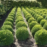 Prihrana šimšira u proljeće i jesen